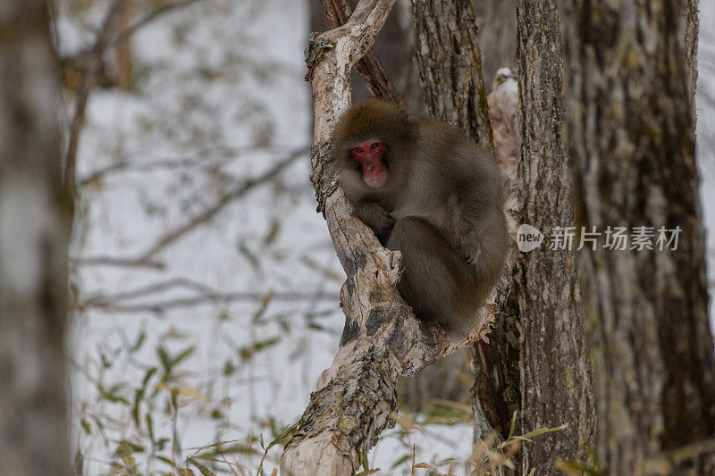 日光国家公园的日本猕猴(学名:Macaca fuscata)